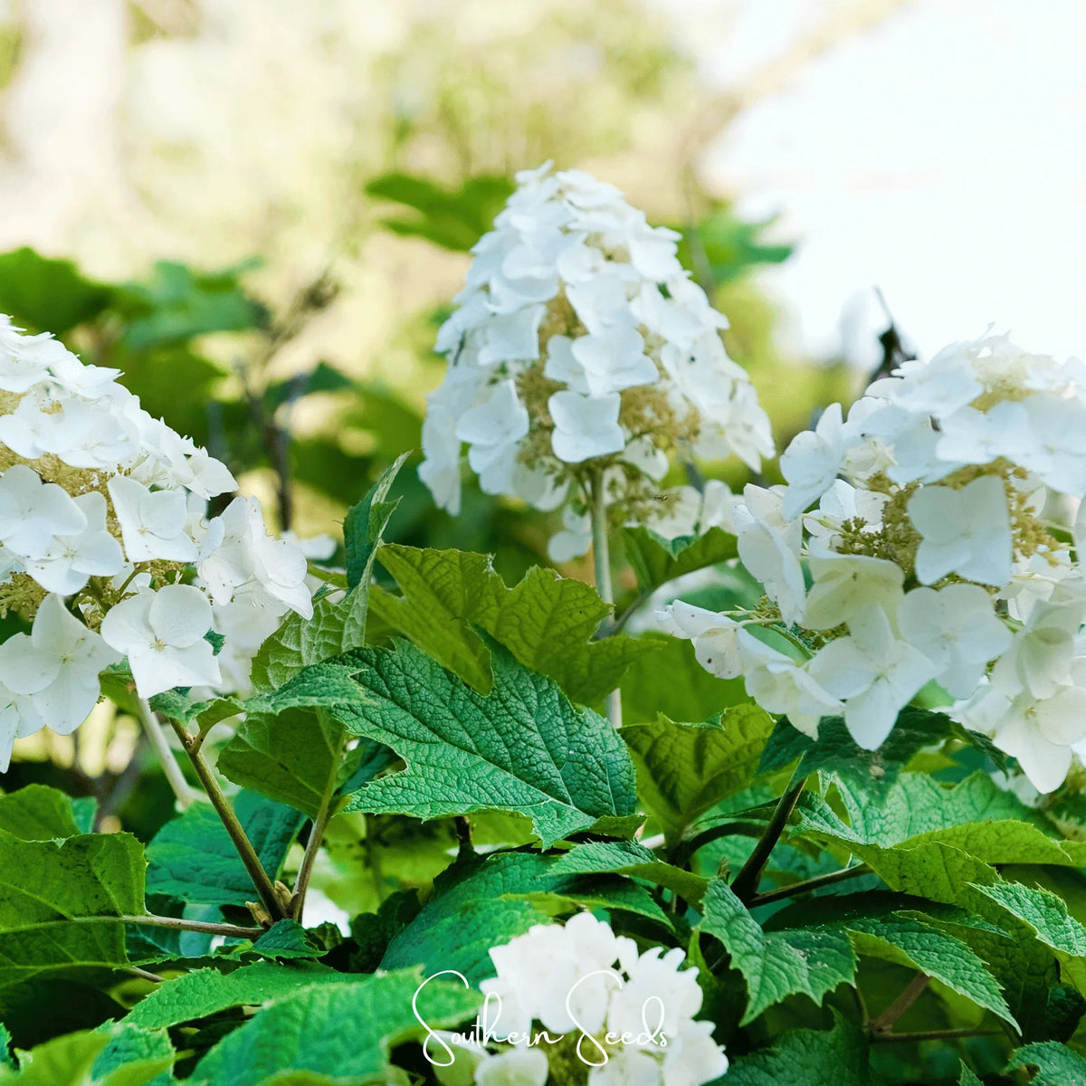 Mix Quercifolia Flower seeds for Planting - Premium Quality, Heirloom & GMO Free Seeds for Home Garden
 
 Sale seeds for home garden
