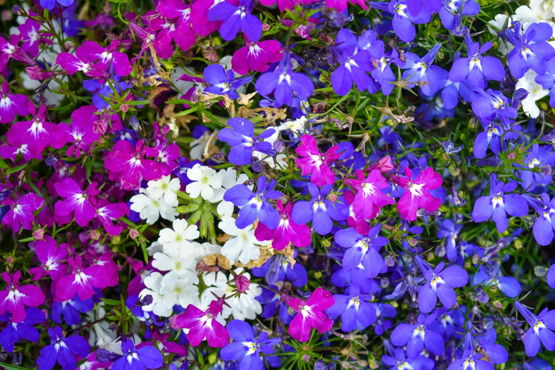 Cascading lobelia blooms growing in a decorative garden container.
