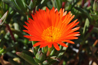Orange Ice Flower Seeds for Cool, Orange Blooms
