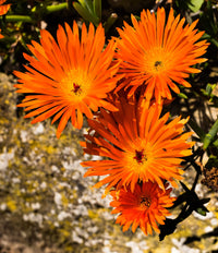 Orange Ice Flower Seeds for Cool, Orange Blooms