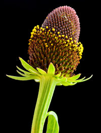 Western Coneflower (Rudbeckia occidentalis) Green Wizard Rayless Naked Chocolate Black Flower Herb Seeds