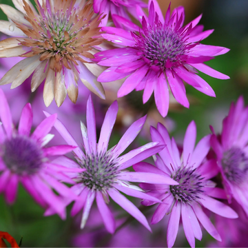 Mixed Xeranthemum Flower seeds for Planting - Drought Tolerant, Heirloom & GMO Free Seeds for Home Garden