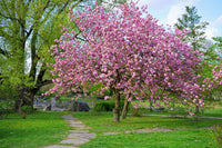 Japanese Cherry Blossom Prunus serrulata Flower Seeds for Planting in Garden