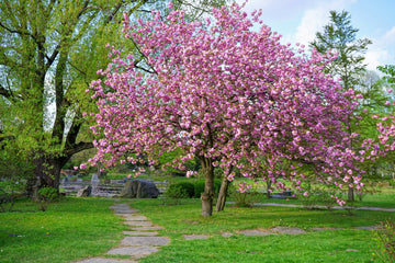 Japanese Cherry Blossom Prunus serrulata Flower Seeds for Planting in Garden
