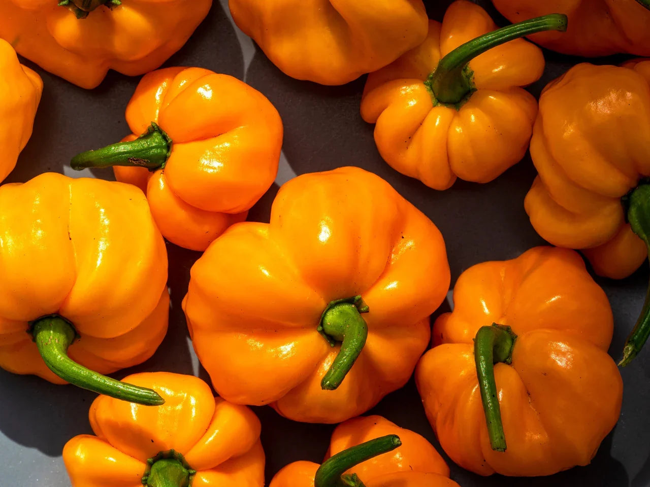 Yellow Scotch Bonnet hot pepper seeds for planting in home vegetable gardens