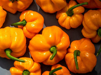 Yellow Scotch Bonnet hot pepper seeds for planting in home vegetable gardens