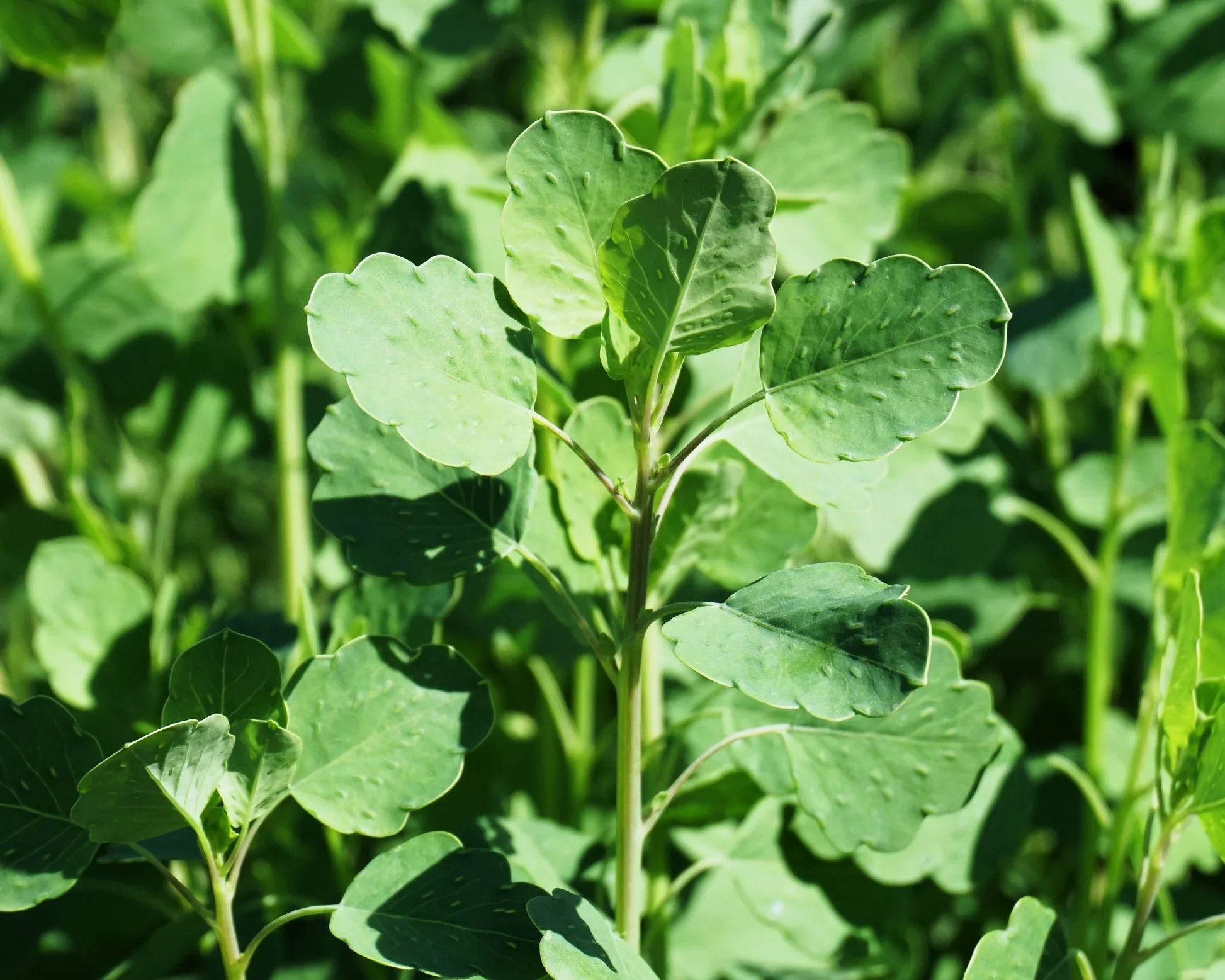 Papaloquelite herb seeds for planting in home gardens and raised beds.