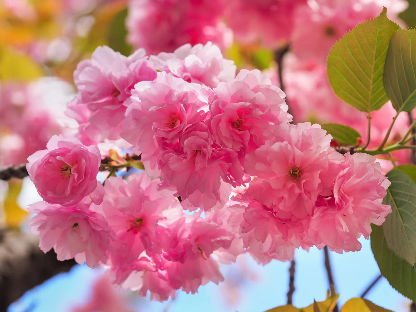 Japanese Cherry Blossom Prunus serrulata Flower Seeds for Planting in Garden
