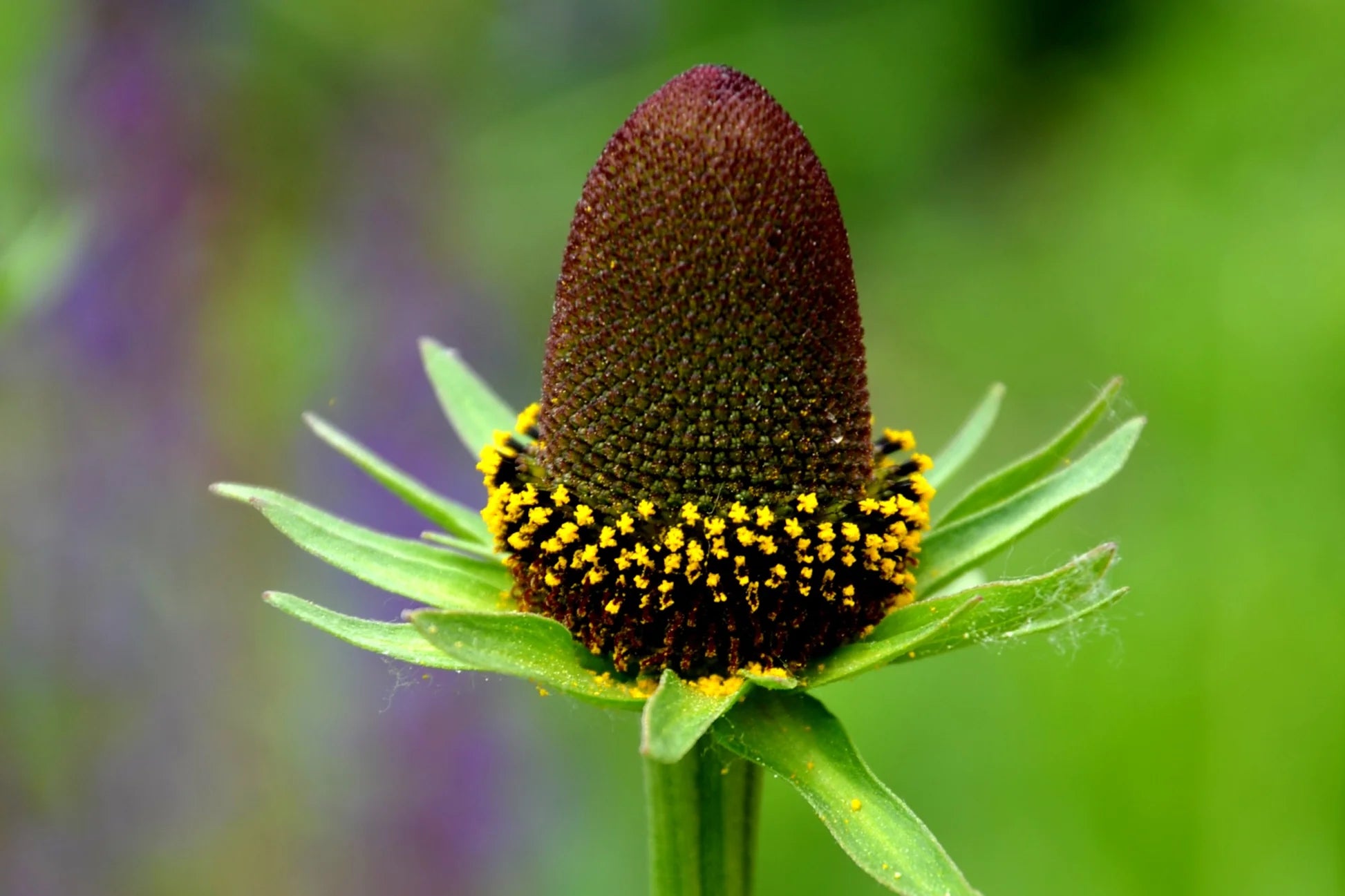 Western Coneflower (Rudbeckia occidentalis) Green Wizard Rayless Naked Chocolate Black Flower Herb Seeds