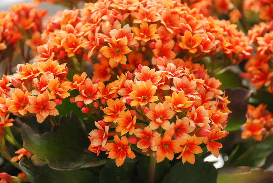 Orange Kalanchoe Flower seeds for Planting - Cottage Garden Essential, Heirloom & GMO Free Seeds for Home Garden