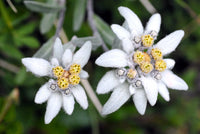 Edelweiss Leontopodium alpinum Flower Seeds for Planting in Alpine Garden