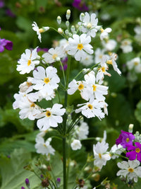 Mixed Malacoides Flower seeds for Planting - Seasonal Bloomer, Heirloom & GMO Free Seeds for Home Garden