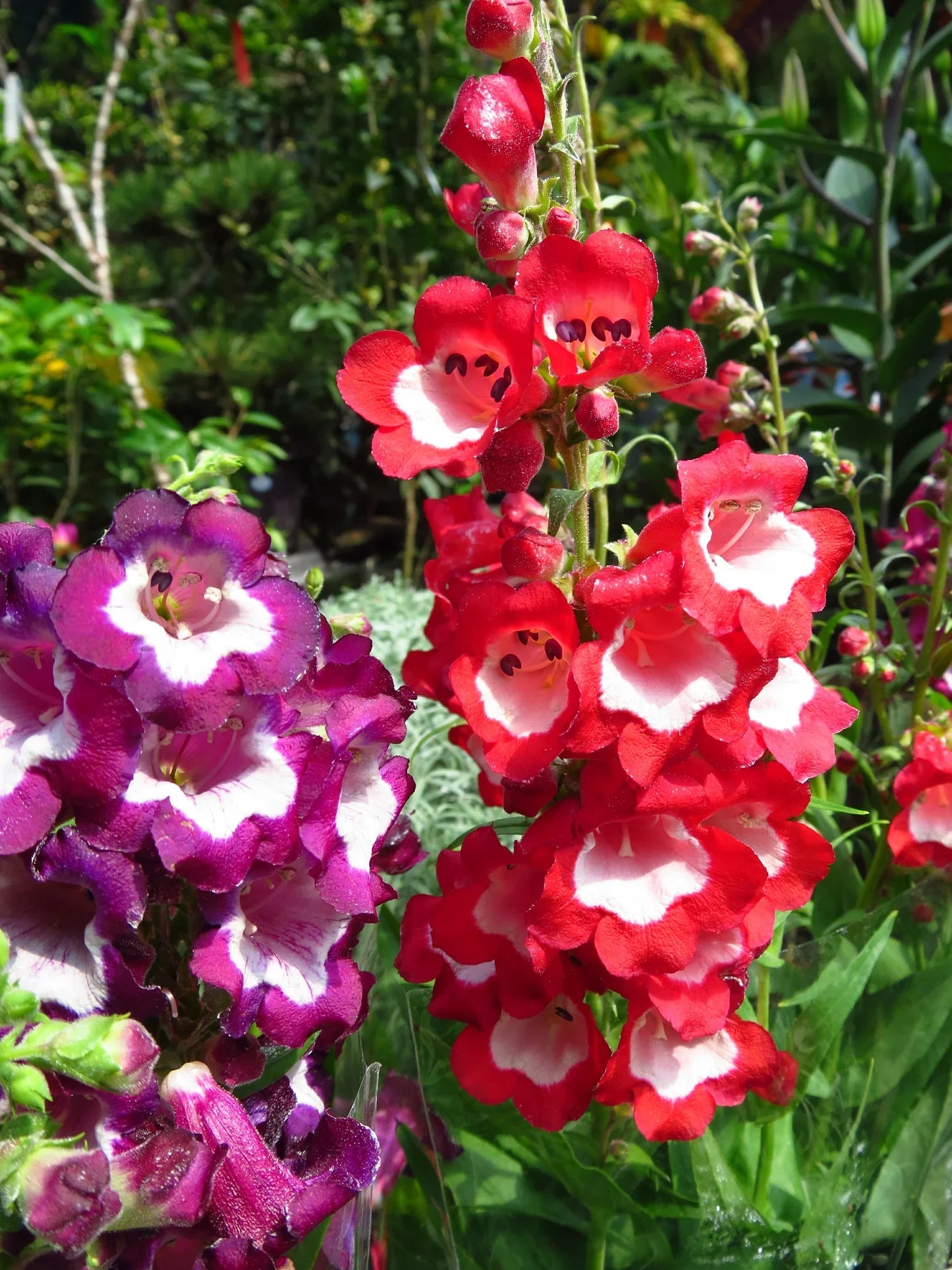 Penstemon Hartwegii Mix Seeds | Hartweg's Beardtongue Perennial Flower for Planting