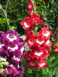 Penstemon Hartwegii Mix Seeds | Hartweg's Beardtongue Perennial Flower for Planting