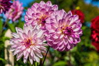 Dahlia tubers planted in an outdoor garden bed