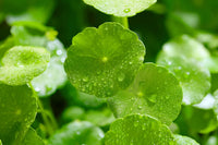 Pennywort Gotu Kola Seeds for Planting – Heirloom Non-GMO Culinary Herb Vegetable Seeds