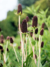 Western Coneflower (Rudbeckia occidentalis) Green Wizard Rayless Naked Chocolate Black Flower Herb Seeds