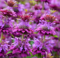 Purple Monarda Citriodora Flower seeds for Planting Bright Blooms Heirloom & GMO Free Seeds for Home Garden 
 
 Sale