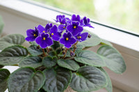 African Flower Planting Seeds Collection - Premium Seeds for Vibrant Blooms