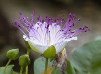 Capparis Spinosa Flower Seeds for Planting - Perennial Flower Seeds for Stunning Blooms