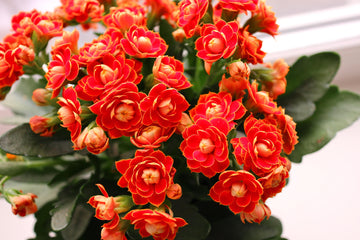 Kalanchoe Flower seeds for Planting Fragrant Blossoms Heirloom & GMO Free Seeds for Home Garden