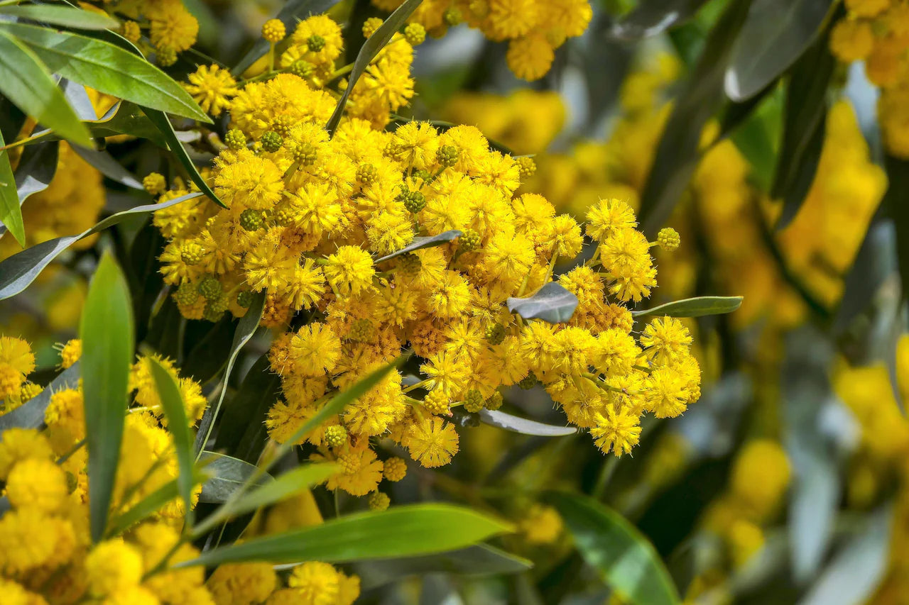 Acacia Baileyana Flower seeds for Planting - Cut Flower Favorite, Heirloom & GMO Free Seeds for Home Garden