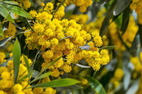 Acacia Baileyana Flower seeds for Planting Bright Blooms Heirloom & GMO Free Seeds for Home Garden 
 
 Sale