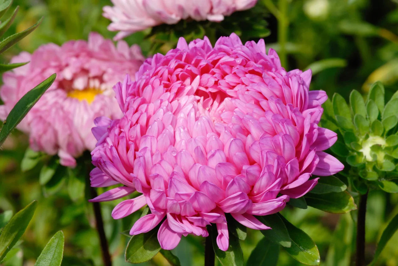 Pink Peony Aster flowers blooming in a sunny garden bed.