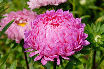 Pink Peony Aster flowers blooming in a sunny garden bed.