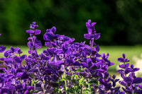 Oxford Blue Sage (Salvia viridis) Clary Painted Horminum Sage Herb Flower Seeds