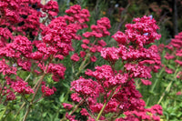 Red Jupiter's Beard Flower Seeds - Perennial Planting for Vibrant Blooms
