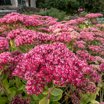 Pink Sedum Stolon Flower seeds for Planting - Garden Favorite, Heirloom & GMO Free Seeds for Home Garden