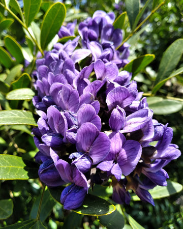 Purple Mescal Flower seeds for Planting - Compact Growth, Heirloom & GMO Free Seeds for Home Garden