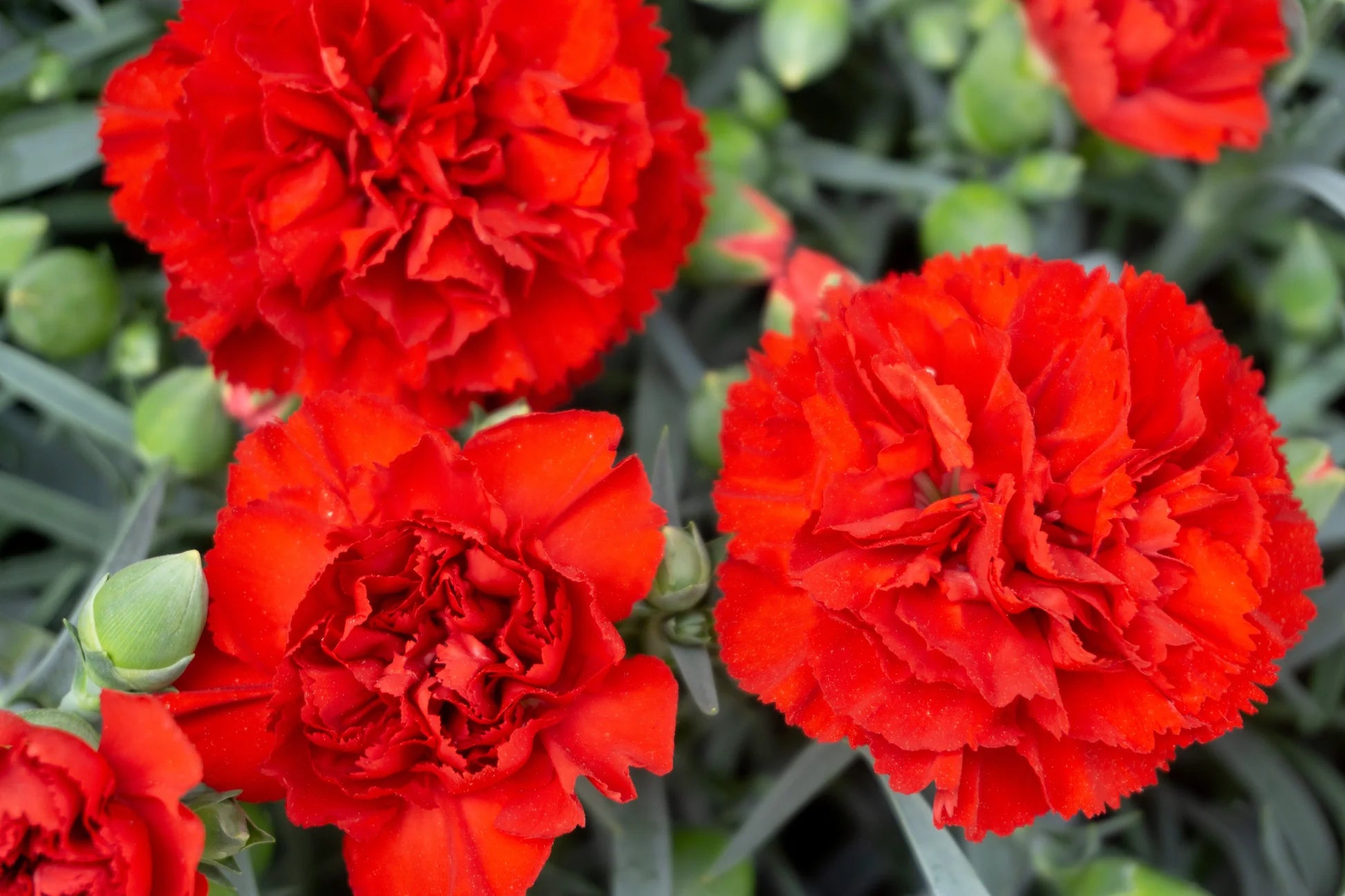 Deep Red Carnation Flower seeds for Planting - Premium Quality, Heirloom & GMO Free Seeds for Home Garden