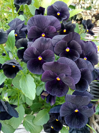 Black Mix Pansy Flower Seeds for Planting Fragrant Blossoms Heirloom & GMO Free Seeds for Home Garden
 
 Sale