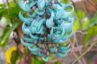 Strongylodon Flower seeds for Planting - Vibrant Colors, Heirloom & GMO Free Seeds for Home Garden