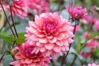 Perennial Dahlia flowers adding vibrant color to an outdoor garden display

