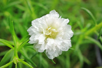 White Green Succulent Flower Seeds – Bright Blooms Heirloom & NonGMO Seeds for Home Garden
 
 Sale