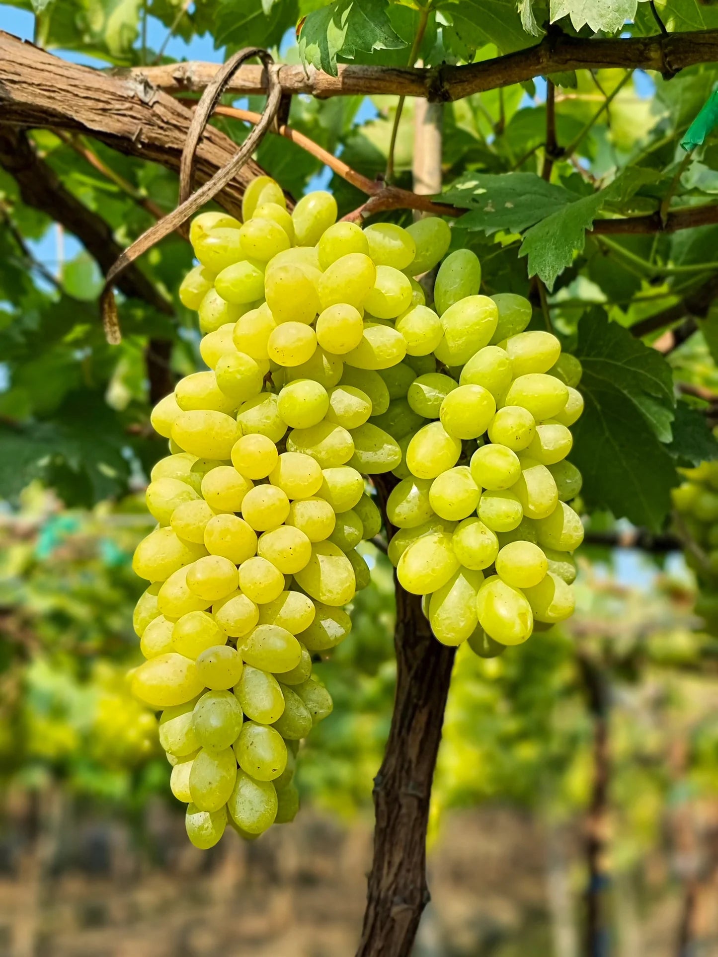 Green Dessert/Table Grape (Vitis vinifera) Fruit Vine Seeds