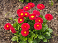 Red Daisy Bellis perennis Seeds for Planting flower bed pollinator garden