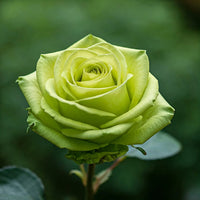 Green Rose Flower seeds for Planting Colorful Display Heirloom & GMO Free Seeds for Home Garden