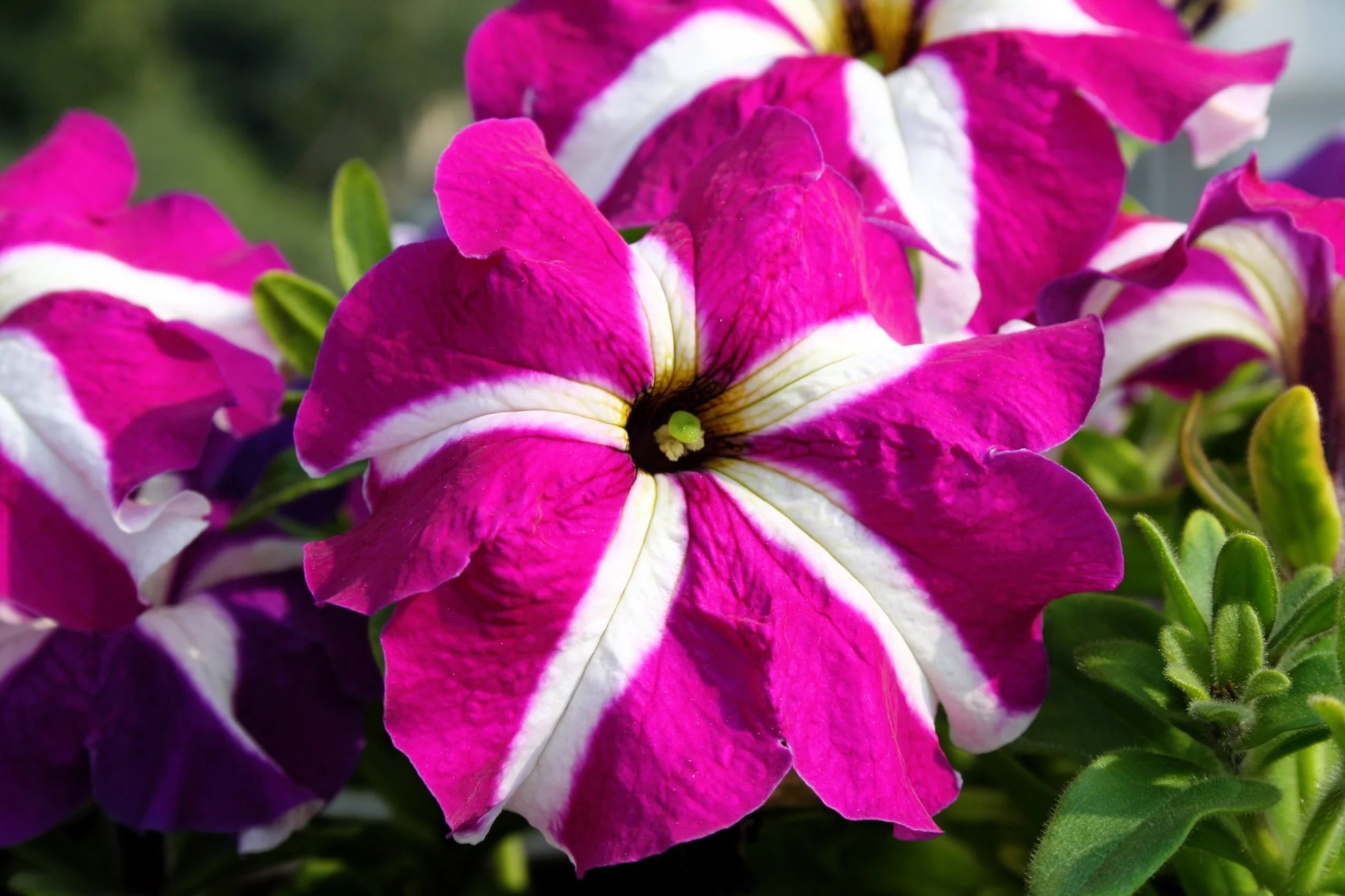 Petunia Carpet Rose Star Seeds for Spreading Rose-Star Petunias