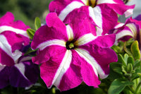 Petunia Carpet Rose Star Seeds for Spreading Rose-Star Petunias