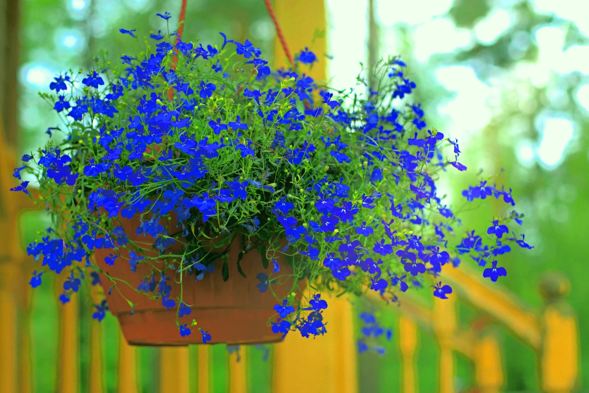 Lobelia Erinus Seeds for Planting in Hanging Baskets