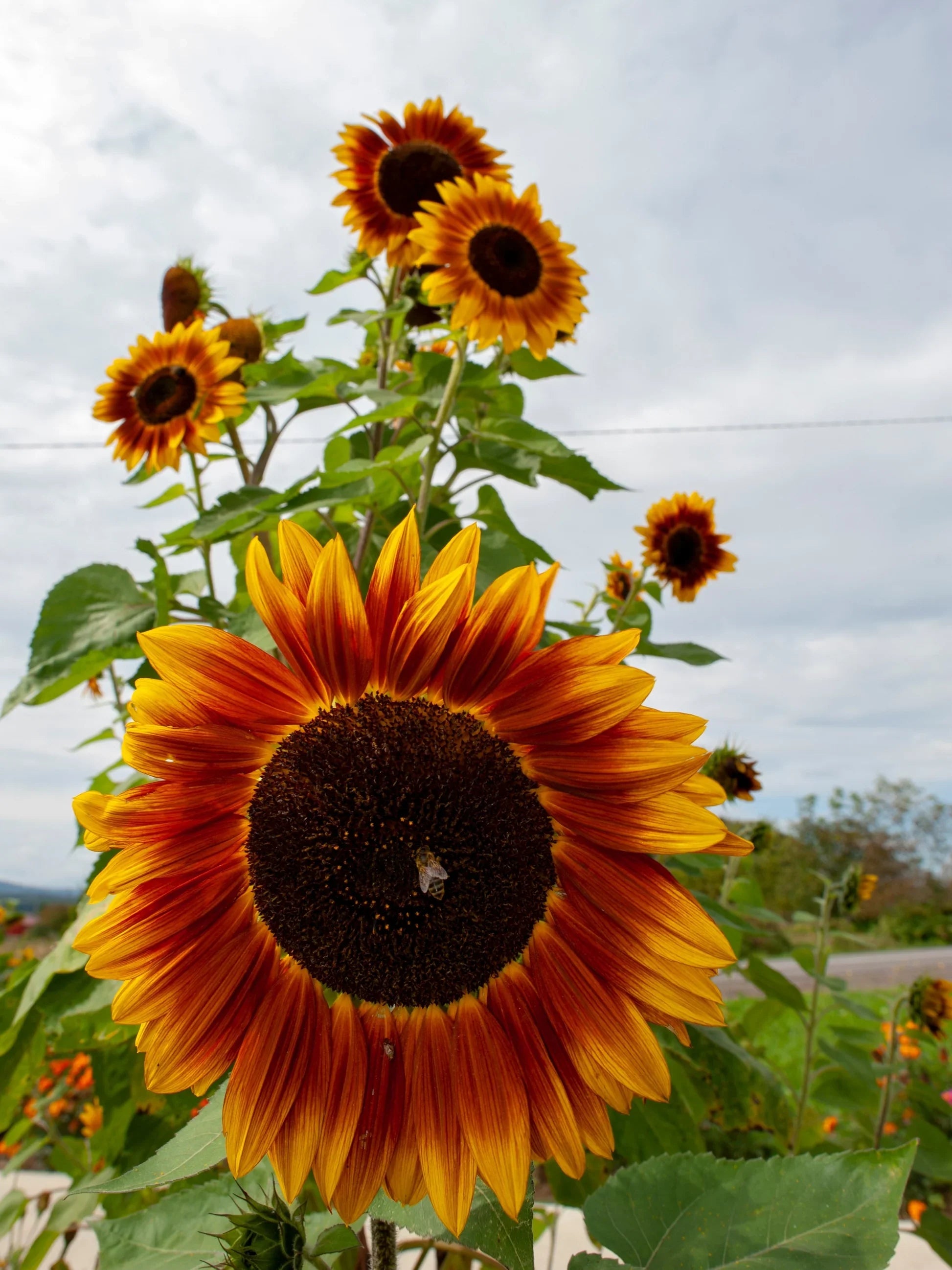 Helianthus annuus Autumn Beauty flowers growing in a sunny garden landscape