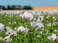 Tasmanian purple and white poppy flowers blooming in a sunny ornamental garden.