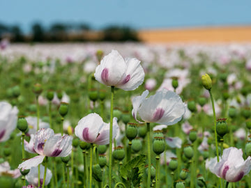 Tasmanian purple and white poppy flowers blooming in a sunny ornamental garden.