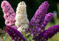 Mix Buddleia Flower seeds for Planting - Bright Blooms, Heirloom & GMO Free Seeds for Home Garden