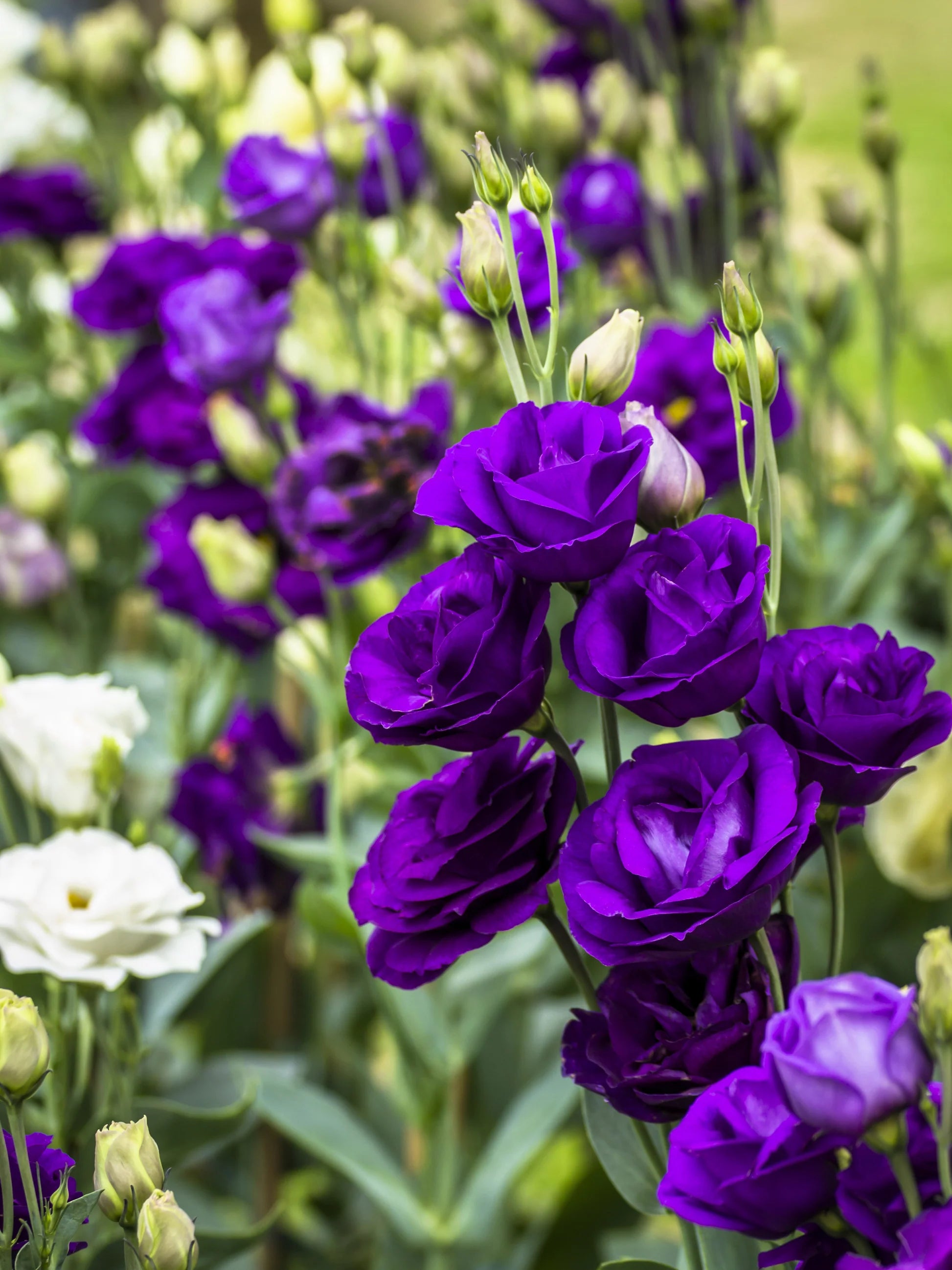 Mixed Lisianthus Flower seeds for Planting - Pollinator Friendly, Heirloom & GMO Free Seeds for Home Garden
