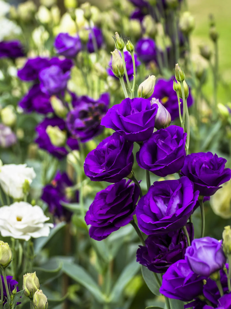 Colorful Lisianthus flowers blooming in a home garden
